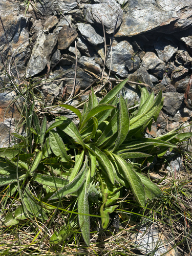 black knapweed