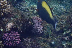 Cetoscarus bicolor