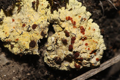 Gyalolechia fulgens