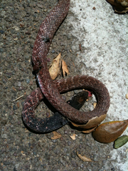 Masticophis flagellum piceus