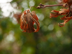 Acer japonicum