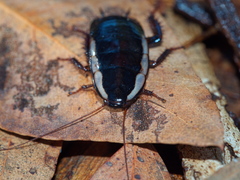 Drymaplaneta communis