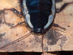 Drymaplaneta communis