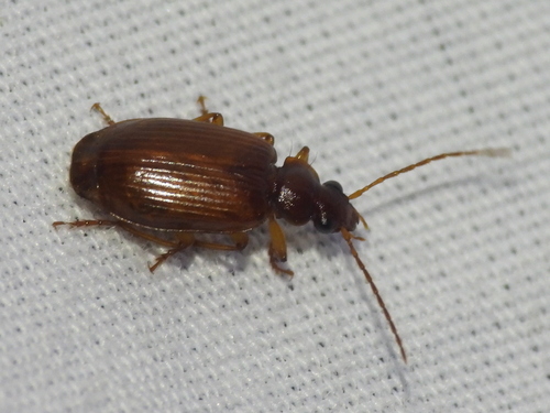 Lebia lecontei