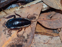 Drymaplaneta communis