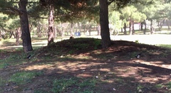 Pica pica