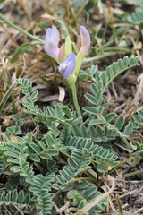 Astragalus tibetanus