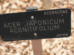 Acer japonicum