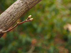 Acer japonicum