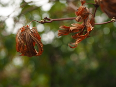 Acer japonicum