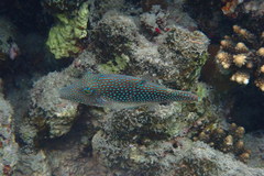 Canthigaster margaritata