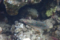 Canthigaster margaritata