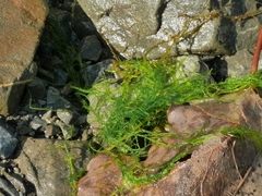 Ulva compressa