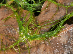 Ulva compressa