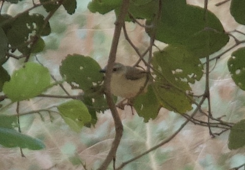 Tawny-flanked Prinia