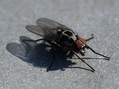 Anthomyia procellaris