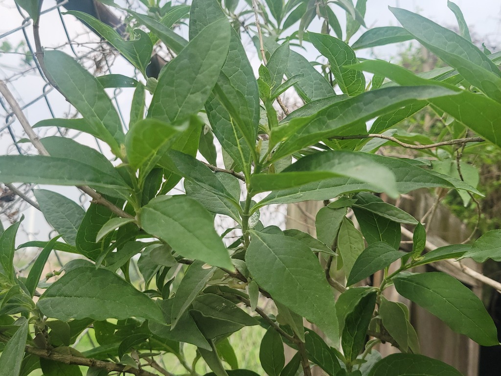 Buddleja sessiliflora; photograph (c) johnyochum, some rights reserved (CC BY)