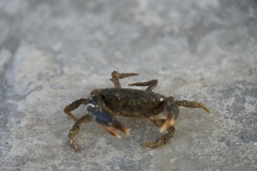 African Mud Crab