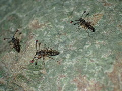 Diasemopsis aethiopica
