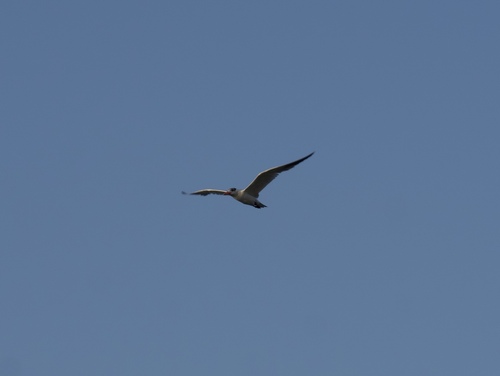 Caspian Tern