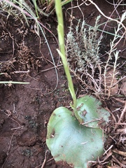 Habenaria kraenzliniana