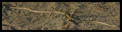 Psammophis subtaeniatus