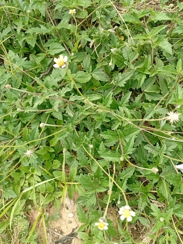 Tridax Daisy
