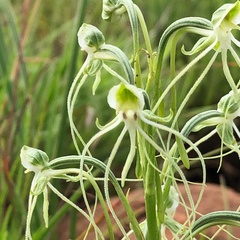 Habenaria kraenzliniana
