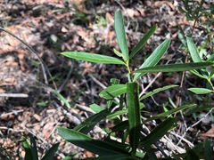 Denhamia cunninghamii