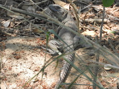 Ctenosaura acanthura