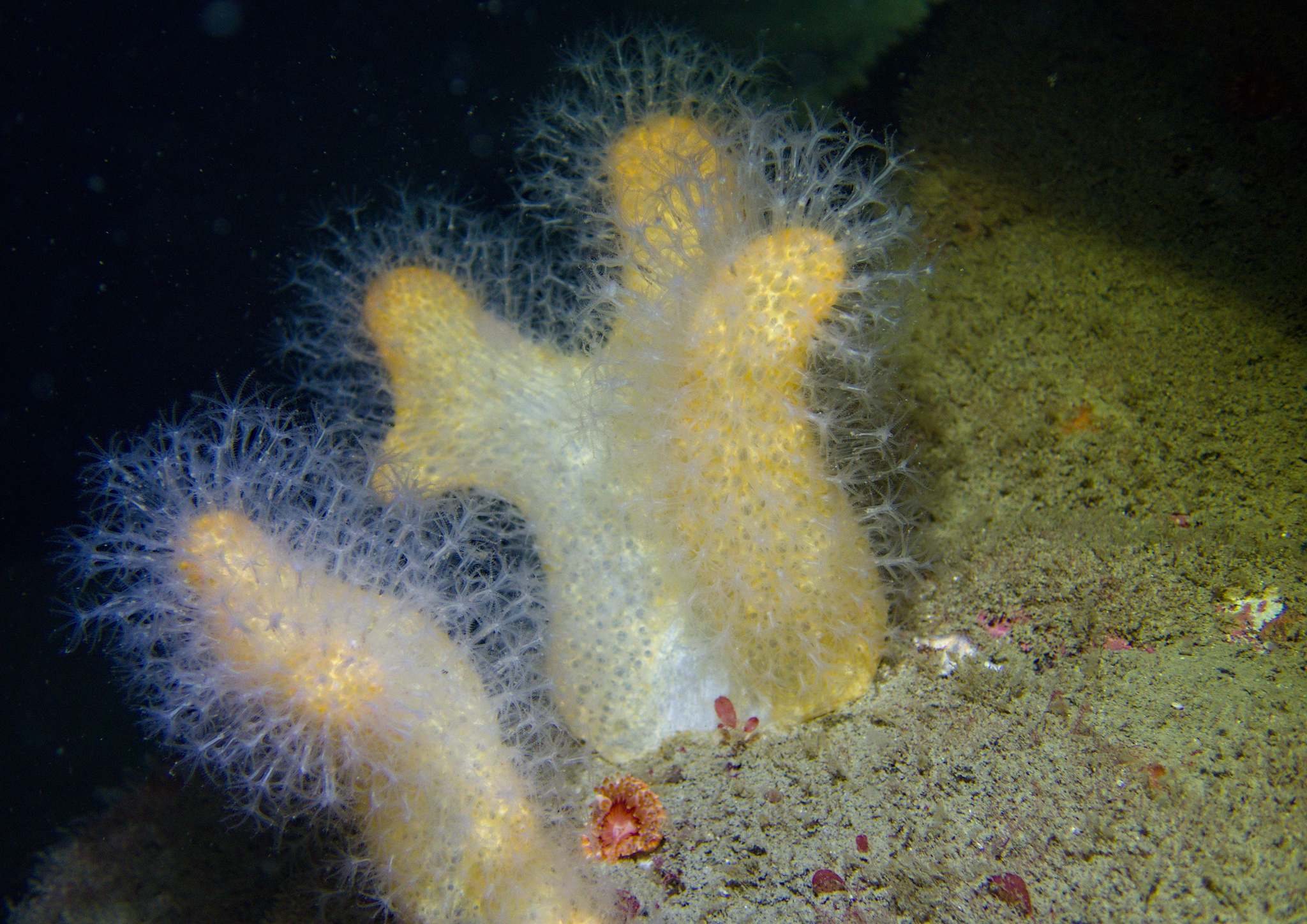 Alcyonium digitatum Linnaeus, 1758