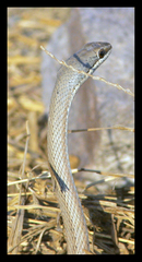Psammophis subtaeniatus