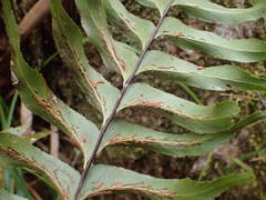 Asplenium nitens image