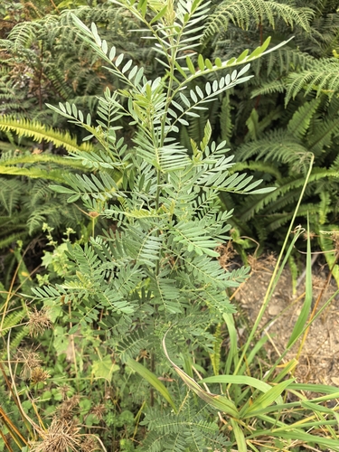 Virgilia divaricata, photograph 2