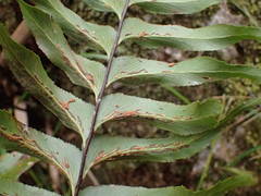 Asplenium nitens image