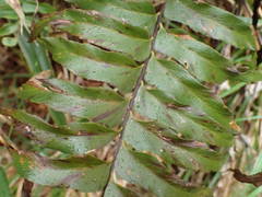 Asplenium nitens image