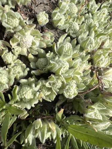 iNaturalist observation photo of Woolly-Marbles