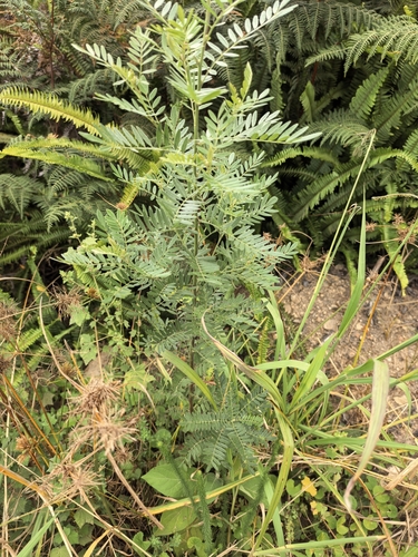 Virgilia divaricata, photograph 3