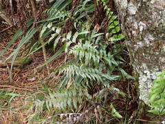 Asplenium nitens image