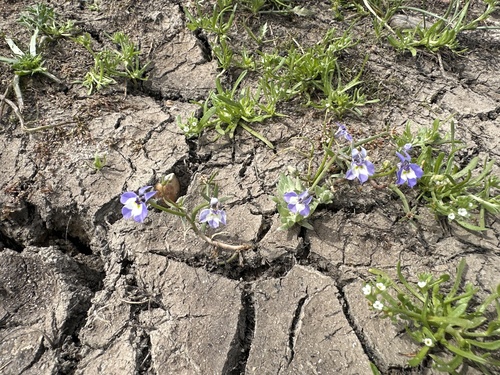 iNaturalist observation photo of Doublehorn Calicoflower