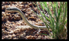 Psammophis notostictus
