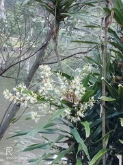 Dracaena angustifolia