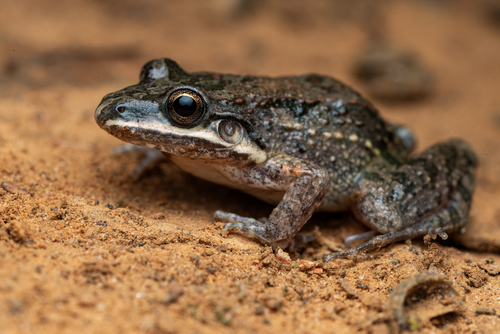Leptodactylus oreomantis