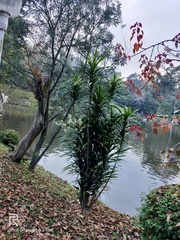 Dracaena angustifolia