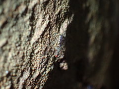 Diasemopsis aethiopica