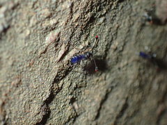Diasemopsis aethiopica