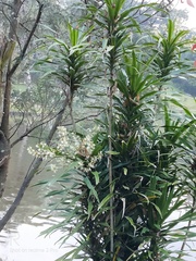 Dracaena angustifolia