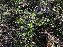Dodonaea triangularis