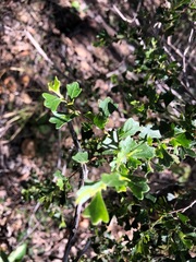 Dodonaea triangularis