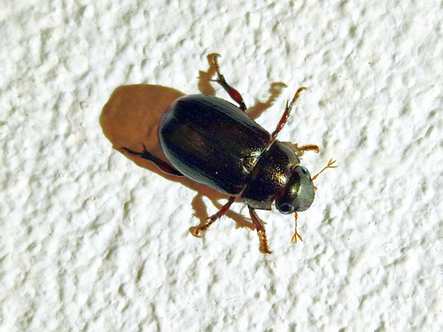 Leucothyreus guadulpiensis